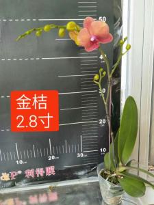 蝴蝶兰