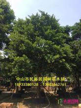 和顺树