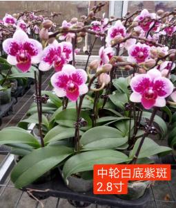 蝴蝶兰
